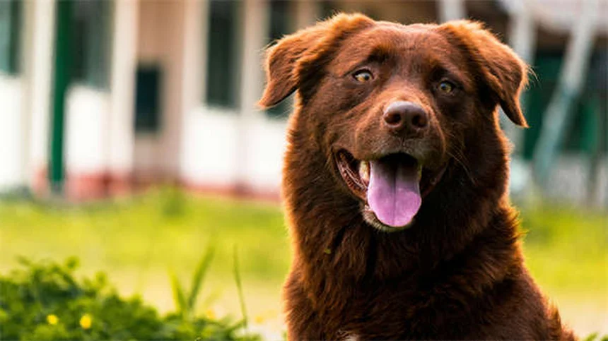 Cómo calmar a tu mascota durante una tormenta: 5 trucos infalibles