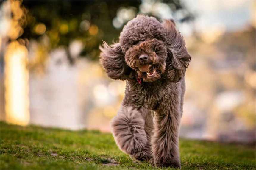 Cómo calmar a tu mascota durante una tormenta: 5 trucos infalibles