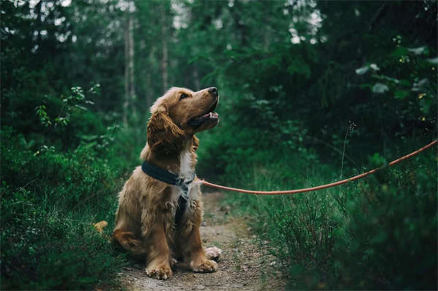 Cómo calmar a tu mascota durante una tormenta: 5 trucos infalibles