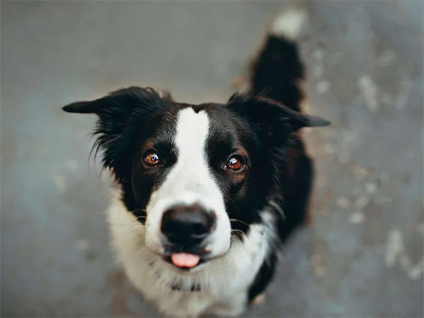 Conejos holandeses: cuidados esenciales para tu mascota perfecta
