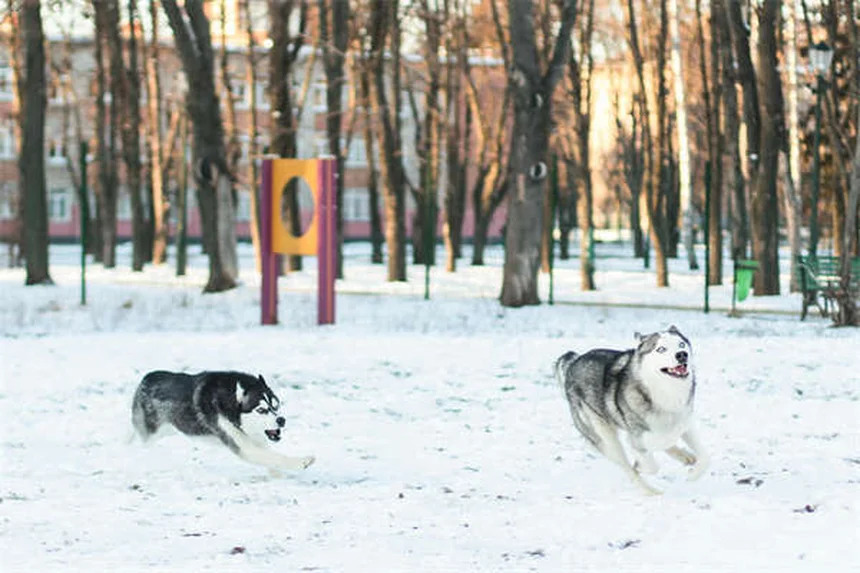 Conejos holandeses: cuidados esenciales para tu mascota perfecta