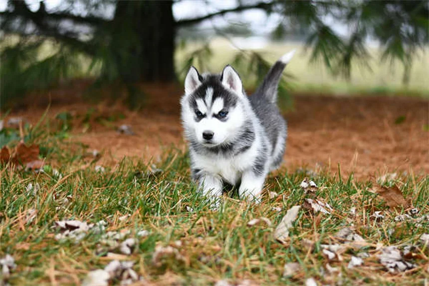 Sabuesos: 30 razas y cómo cuidar a estos perros con superpoderes