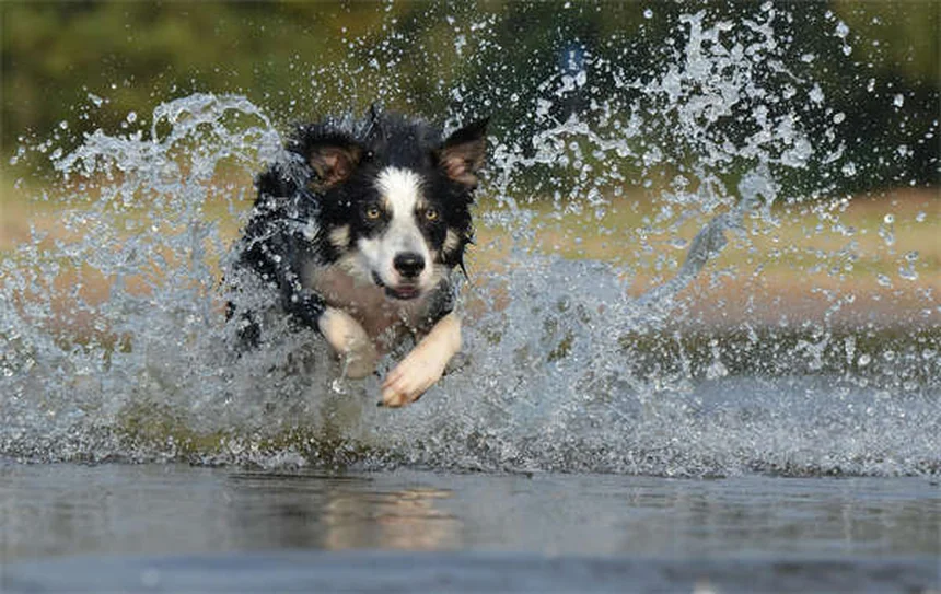 5 claves esenciales para acoger animales temporalmente y no fracasar en el intento