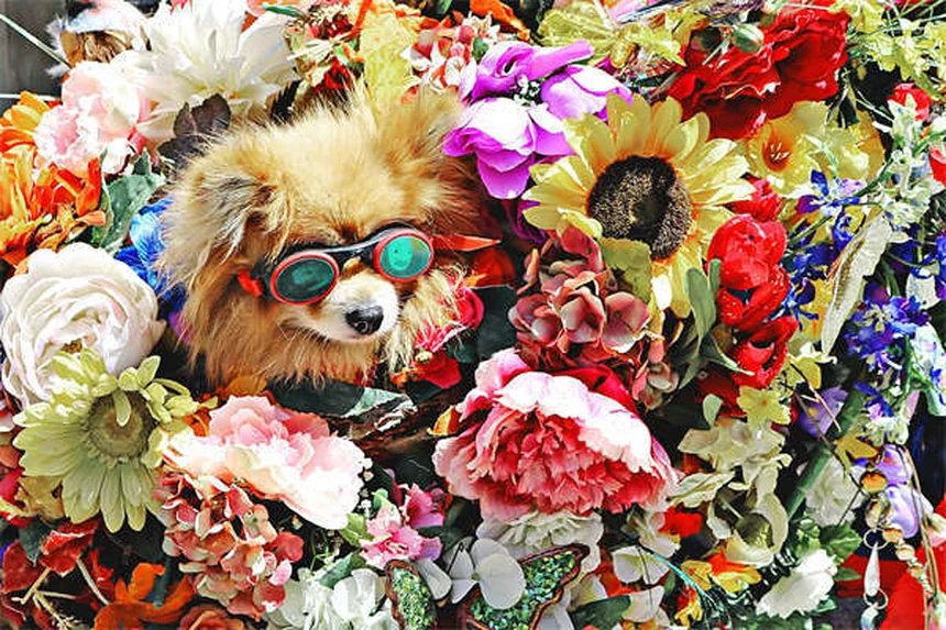 5 claves esenciales para acoger animales temporalmente y no fracasar en el intento