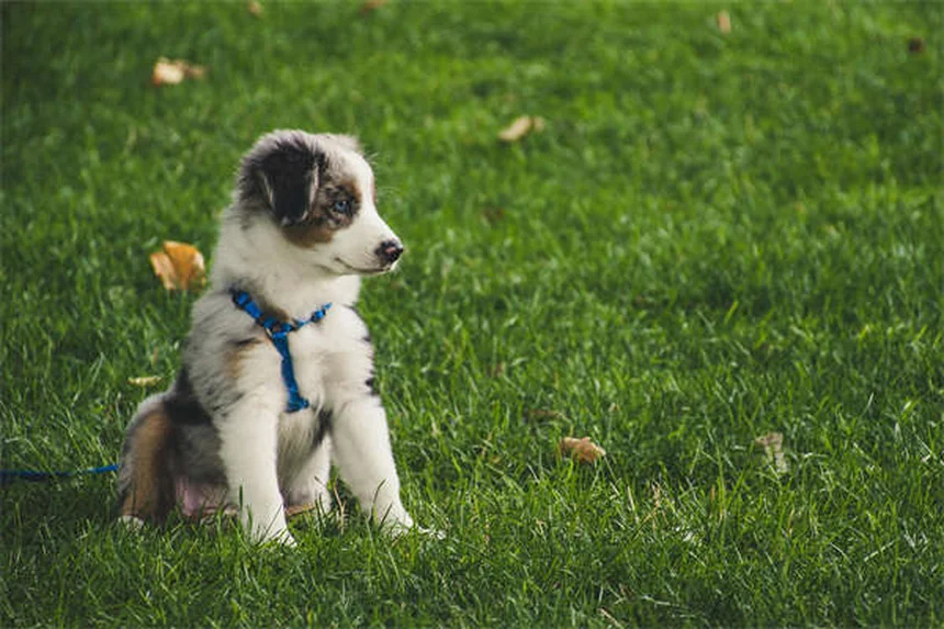 Objetos peligrosos para hurones: ¿Qué hacer si tu mascota traga algo extraño?