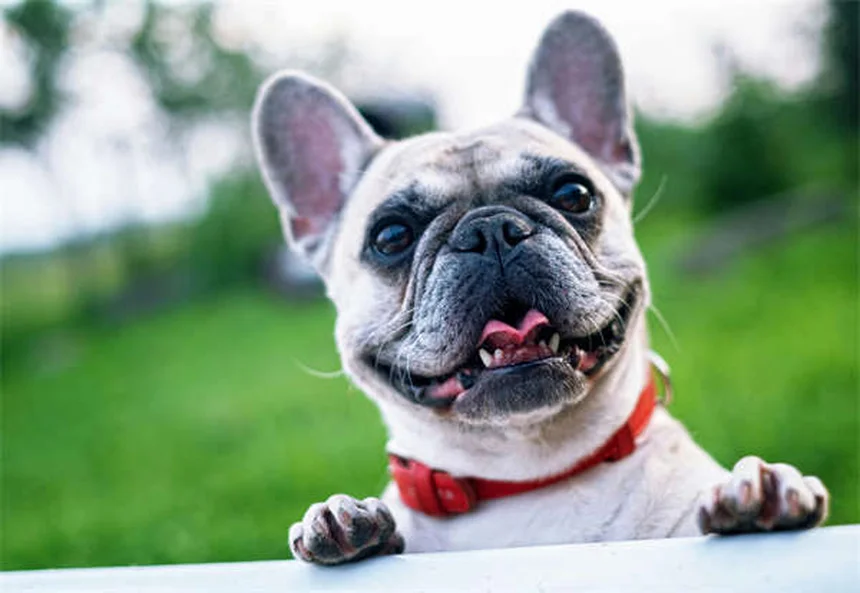 Objetos peligrosos para hurones: ¿Qué hacer si tu mascota traga algo extraño?