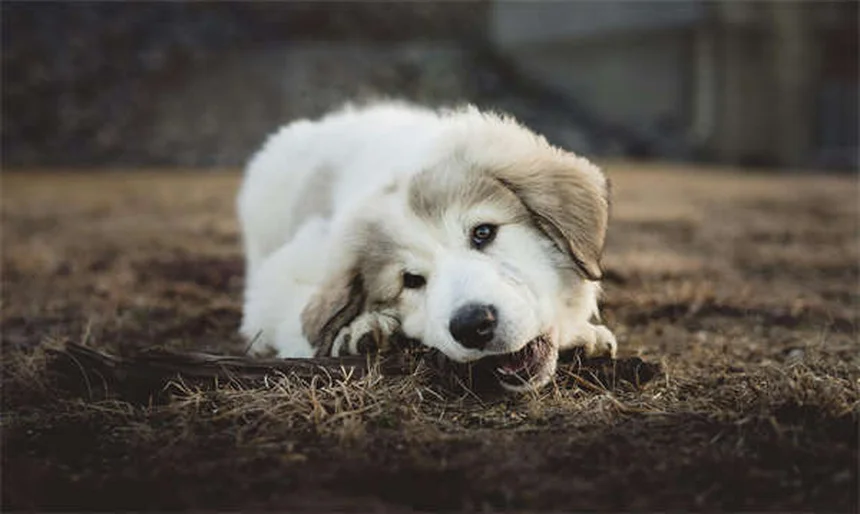 Perros de agua: 18 razas que adoran nadar y sus secretos