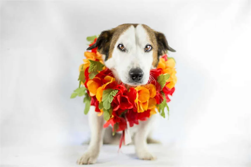 Ichthyobodo en peces: síntomas, tratamiento y prevención