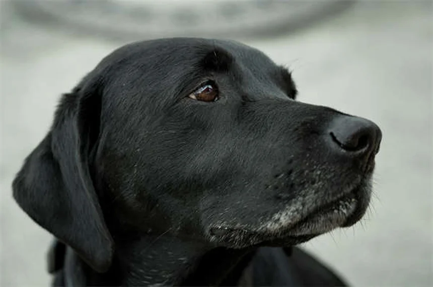 Cómo cuidar a un perro ciego: 7 consejos esenciales para su bienestar