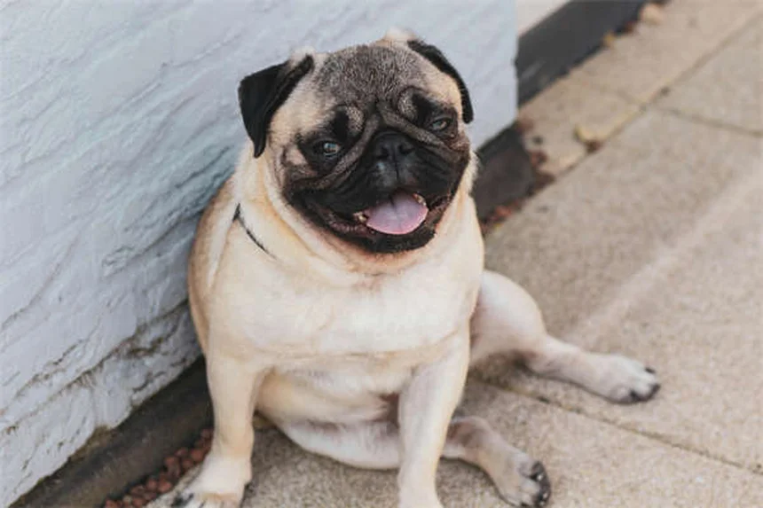 7 trucos infalibles para calmar a tu perro en el avión