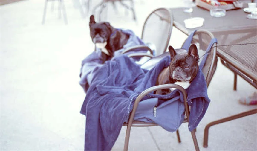 Cosequin vs Dasuquin: ¿Cuál es mejor para tu mascota?