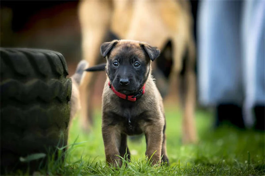 Primera visita al veterinario con tu cachorro: Guía completa