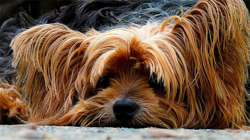 5 peligros de la lluvia para perros que todo dueño debe conocer
