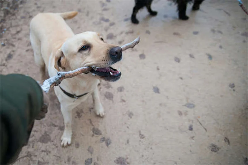 5 Peligros del cubo de basura para tu mascota que debes conocer