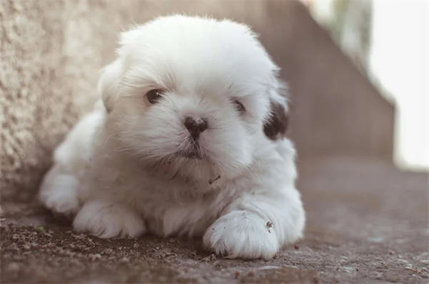 5 sistemas de retención para mascotas en el coche que salvan vidas