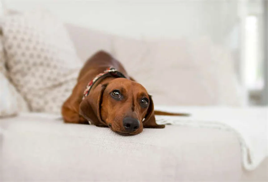 5 consejos esenciales para proteger las almohadillas de tu perro en verano