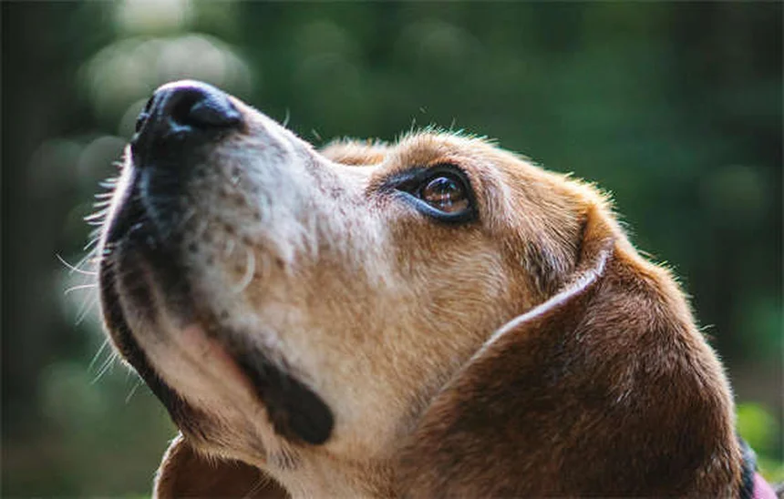 5 consejos esenciales para proteger las almohadillas de tu perro en verano