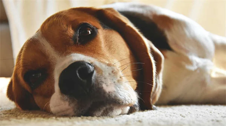 Las 5 mejores camas de viaje para perros en 2024: Guía definitiva