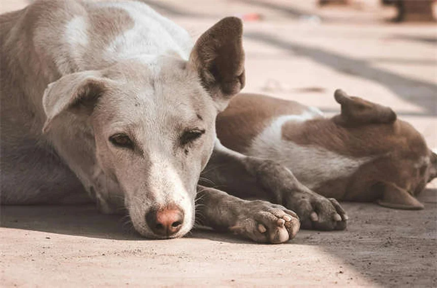 Especialistas veterinarios: ¿Cuándo y por qué tu mascota necesita uno?