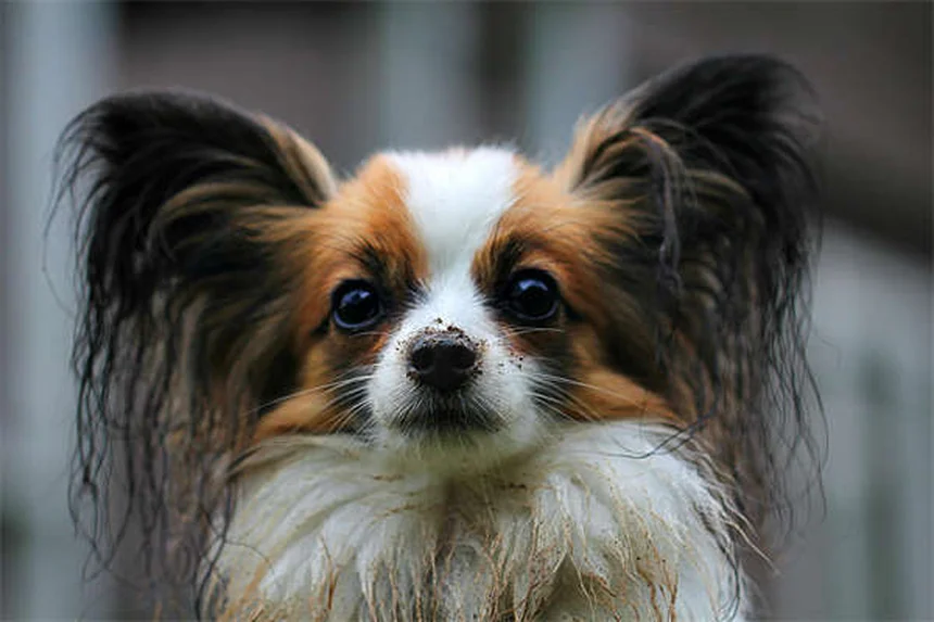 Especialistas veterinarios: ¿Cuándo y por qué tu mascota necesita uno?