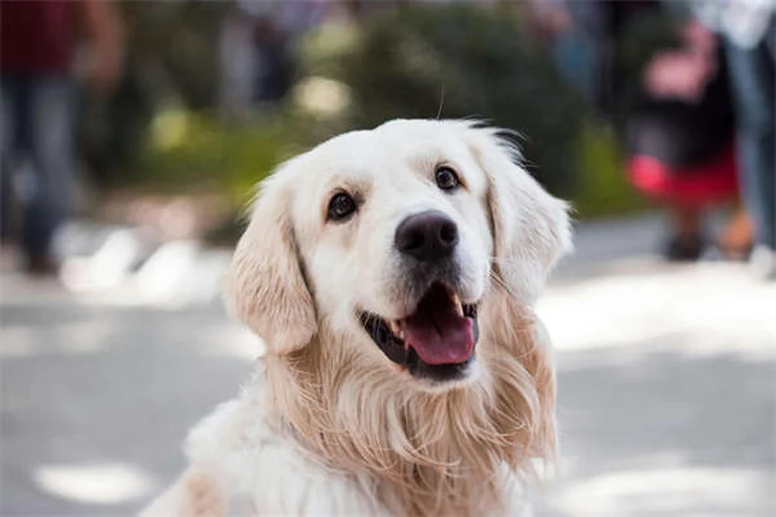 Mascotas para mayores: 5 beneficios comprobados para su salud