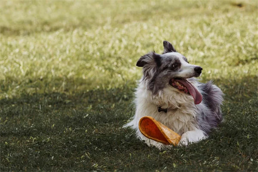 ¿Los caballos duermen de pie? Descubre sus fascinantes hábitos de sueño