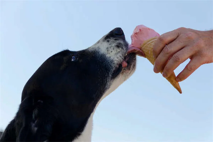 Microchips para perros: La guía definitiva para proteger a tu mascota
