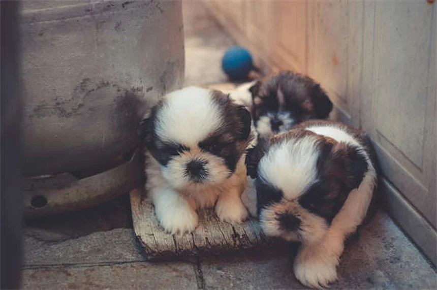 5 cuidados esenciales para perros de cara plana que salvan vidas