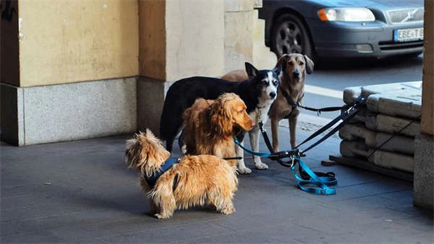 ¿La raza determina el comportamiento de tu perro? Descubre la verdad
