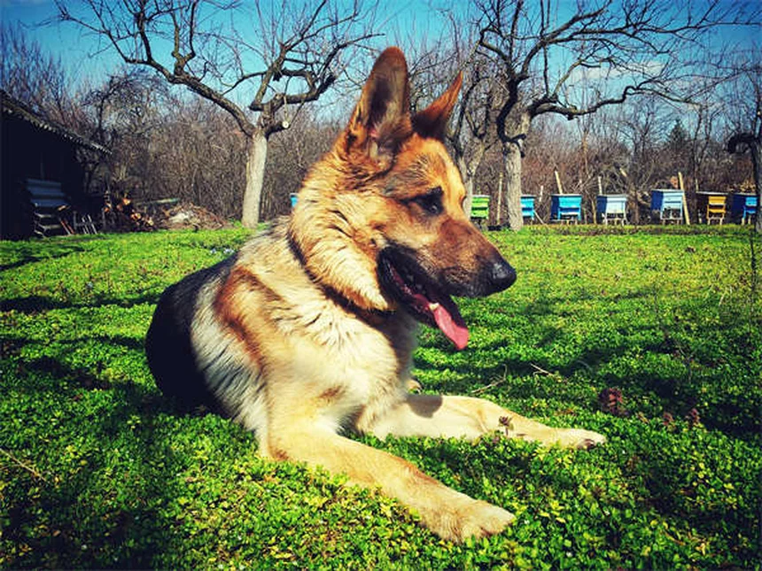 ¿Por qué mi perro come tierra? 5 causas y soluciones efectivas