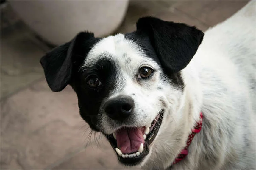 ¿Por qué mi perro come tierra? 5 causas y soluciones efectivas