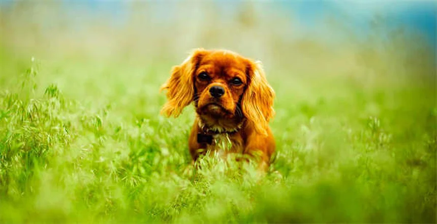 ¿Por qué mi perro tose y hace arcadas? Causas y soluciones