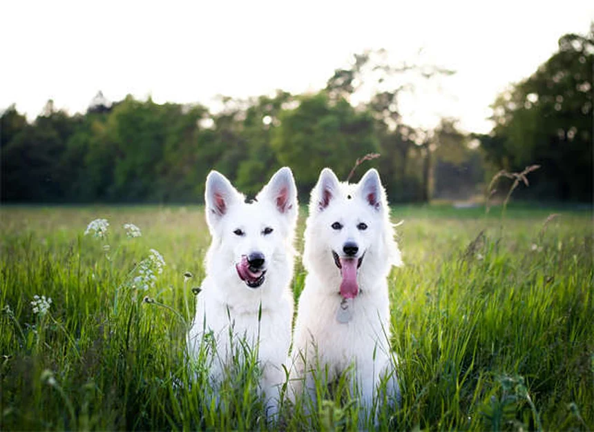 ¿Por qué mi perro tose y hace arcadas? Causas y soluciones