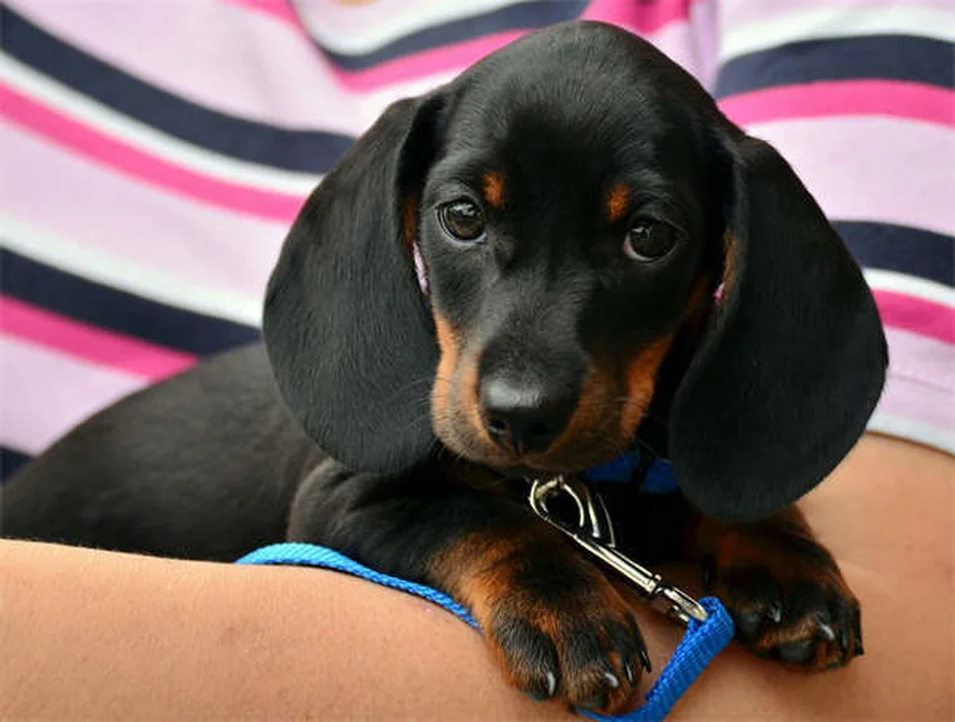 ¿Por qué mi perro tose y hace arcadas? Causas y soluciones