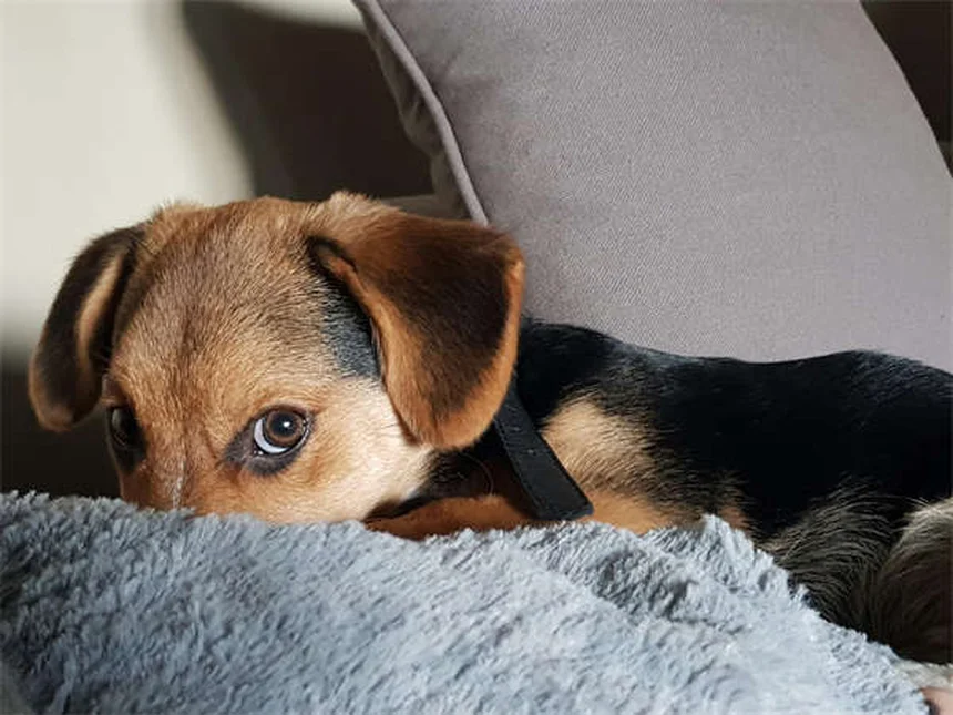 12 Curiosidades de Cachorros Recién Nacidos Que Te Sorprenderán