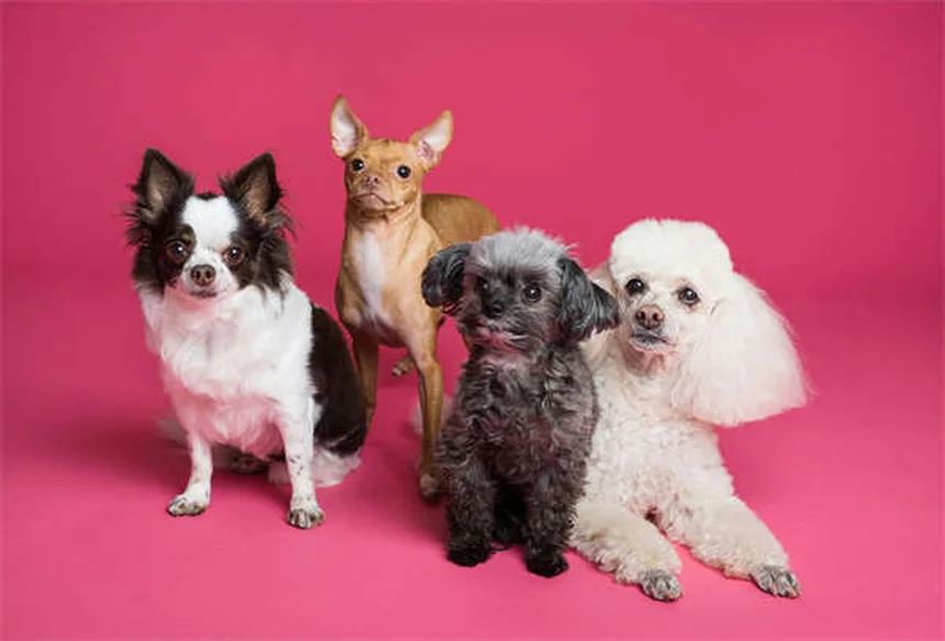 Garrapatas en mascotas: 5 zonas de riesgo y cómo protegerlas
