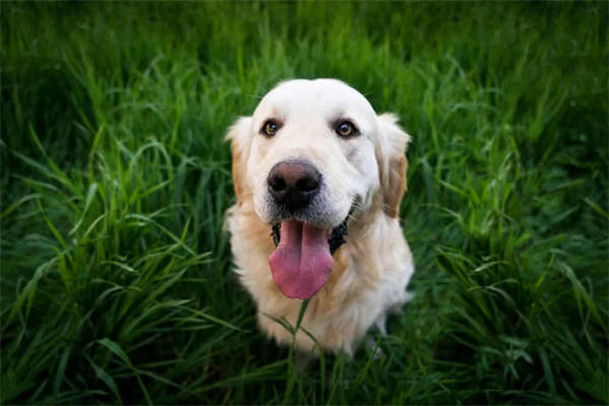 Babesiosis en perros: síntomas, tratamiento y cómo proteger a tu mascota
