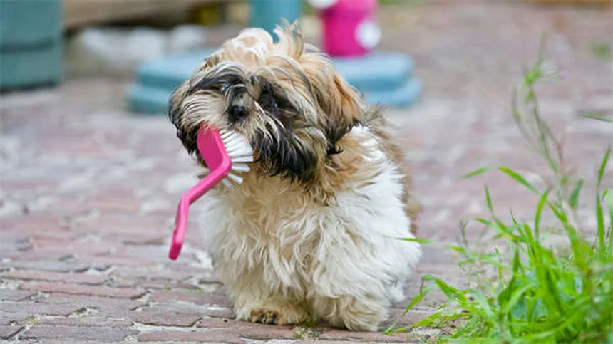 Babesiosis en perros: síntomas, tratamiento y cómo proteger a tu mascota