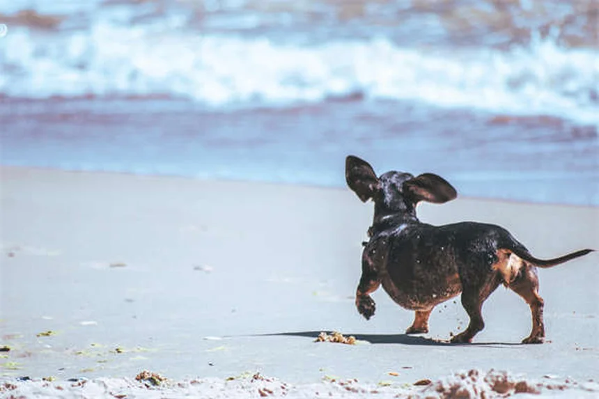 Babesiosis en perros: síntomas, tratamiento y cómo proteger a tu mascota
